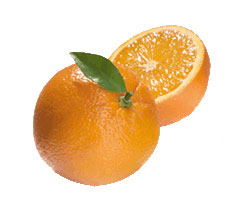Bitterorange　苦橙